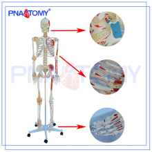 PNT-0103N modèle de squelette de luxe numéroté avec ligament et muscles, enseignement médical